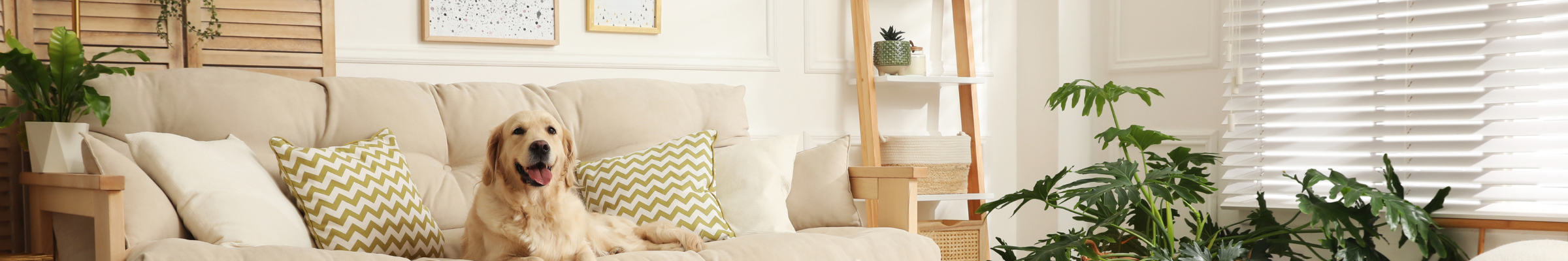 home with dog banner