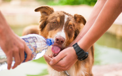 5 Tips to Stay Cool: No AC Required! 