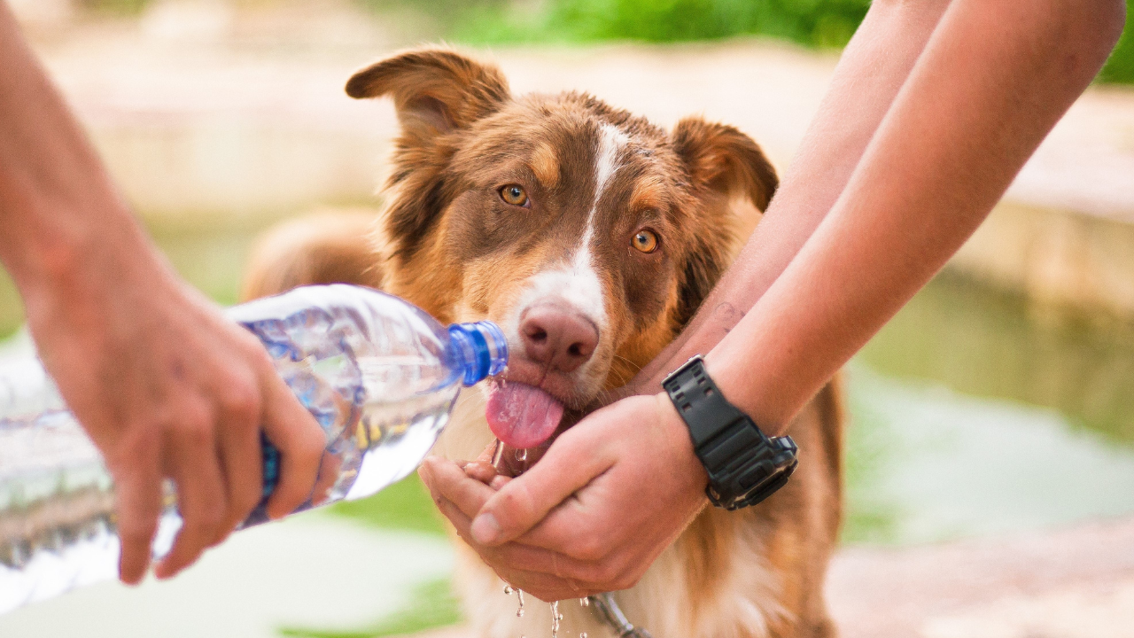 dog drinking water, finding ways to stay cool